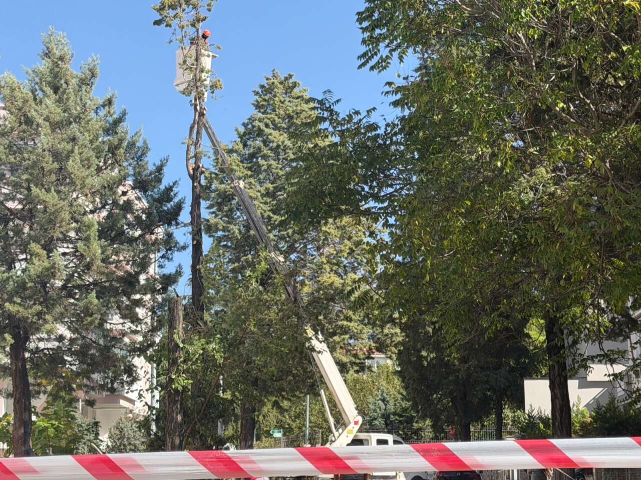 ​Menteşe’de Riskli Ağaçlar İçin Düğmeye Basıldı: Çalışmalar Resmen Başladı 2